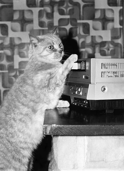 Animals - Cats. In action TV star Tiddles at the video controls. June 1982 P000616