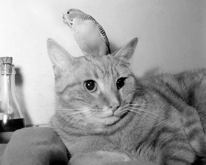 Framed Print : Animals cats and birds budgies budgie on cats head January 1955 Framed Print : Animals cats and birds budgies budgie on cats head January 1955