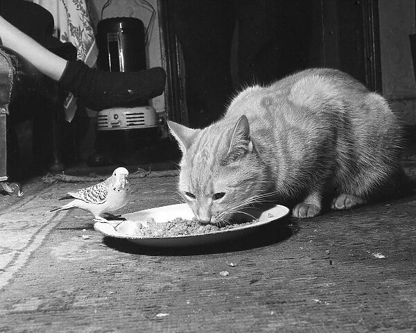Animals cats and budgie eating from the same plate January 1955
