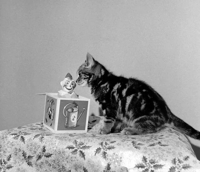 Framed Print : Animals - Cats Cat Kitten Festive Season - Christmas Decorations Framed Print : Animals - Cats Cat Kitten Festive Season - Christmas Decorations