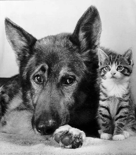 Animals Cats with Dogs Max the Alsation looking after kitten circa 1969