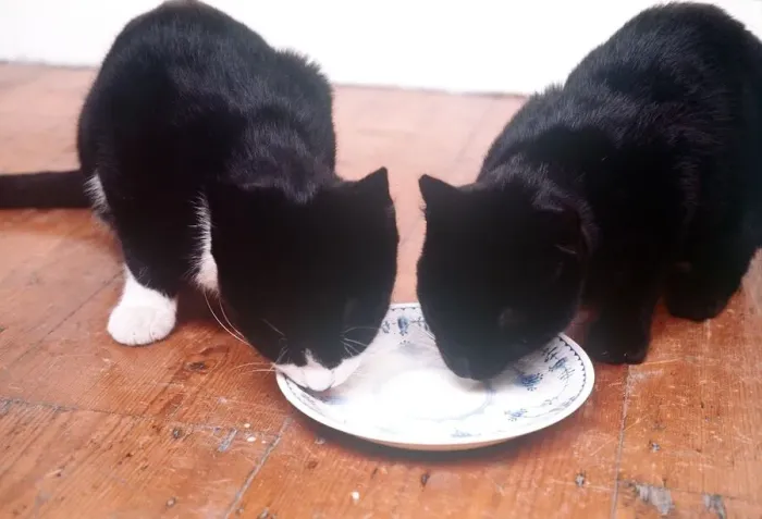 Framed Print : Animals Cats Eating Drinking february 1989 One black and one black