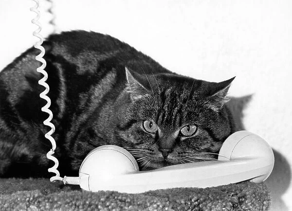 Animals - Cats. Frankie waits for the telephone call
