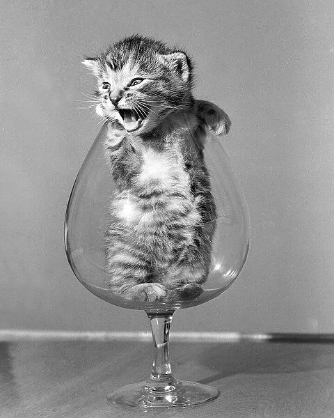 animals Cats Kitten in a brandy glass 1950 ecard06