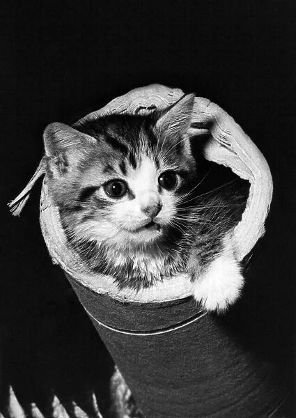 Animals - Cats - Kitten. October 1974 P000567