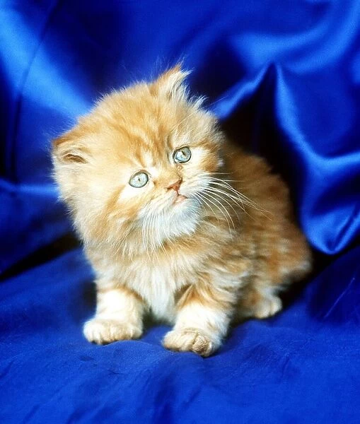 Animals Cats Kitten self Coloured Red february 1989 with blue eyes