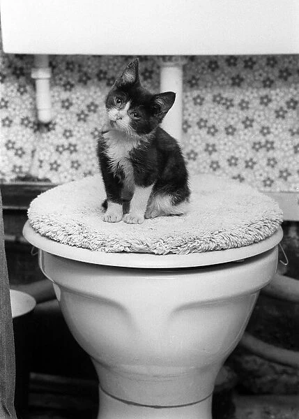 Animals Cats kitten sitting on toilet circa 1970