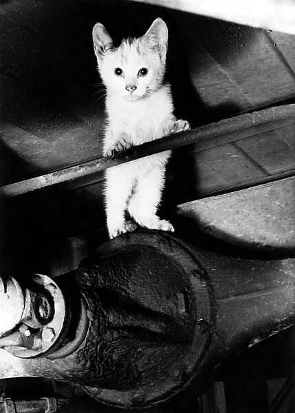 Animals - Cats - Kittens. 1960 P000570