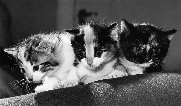Animals - Cats - Kittens. Lonely... the three kittens. April 1984 P000428