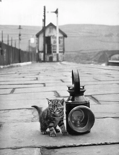 Animals - Cats - Kittens. May 1963 P000420