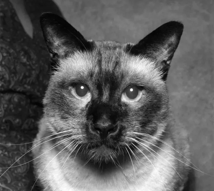 Framed Print : Animals: Cats: Siamese. P006146 Framed Print : Animals: Cats: Siamese. P006146