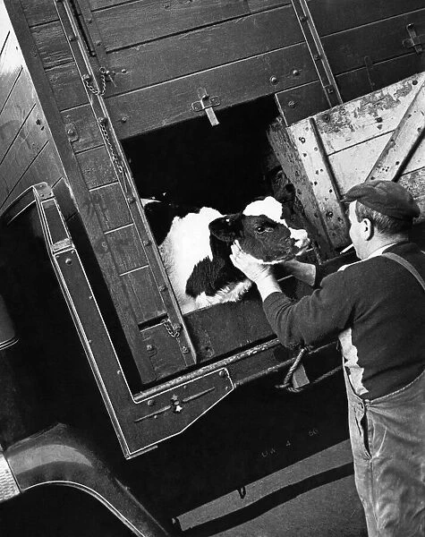 Animals. Cattle. Man checks his cow before transportation
