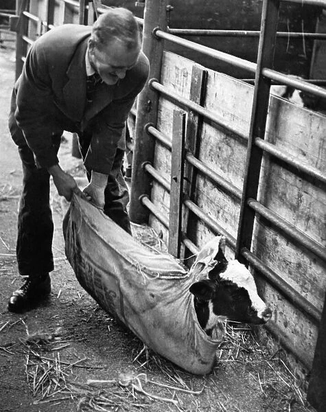 Animals. Cattle. Man empties a baby cow out of a sack into a pen