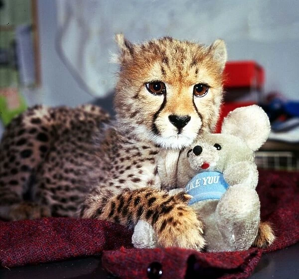 Animals - Cheetah February 1987 A©mirrorpix