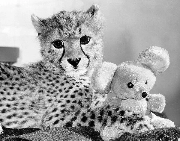 Animals Cheetah October 1986 this Cheetah with its cuddly toy