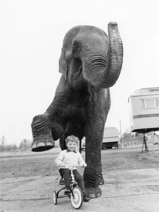 Framed Print : Animals - Children with Elephants. February 1965 P000471