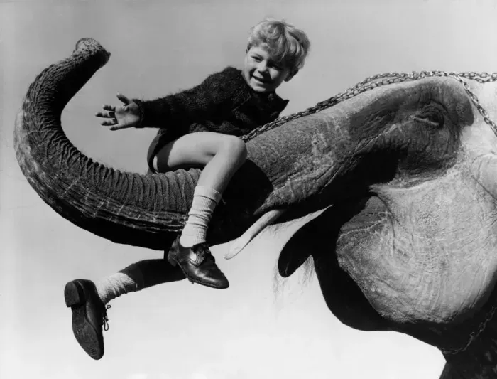 Framed Print : Animals - Children with Elephants. October 1965 P000472 Framed Print : Animals - Children with Elephants. October 1965 P000472