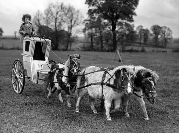 Framed Print : Animals - Children & Horses. November 1946 P000488