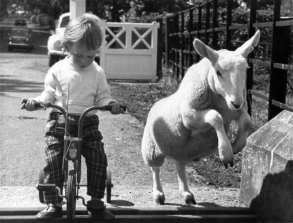 Animals - Children with Lambs. August 1962 P000504