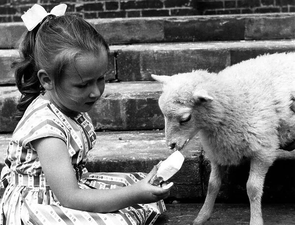 Animals - Children with lambs. June 1963 P000501