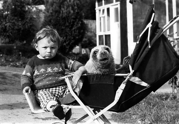 Animals Children with seal. Baby Jason and little Hecate the seal sharing a pushchair at