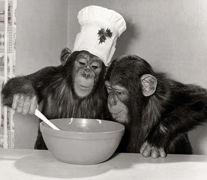 Framed Print : Animals Chimpanzee - Christmas December 1978 Monsieur Louis making pudding for his Framed Print : Animals Chimpanzee - Christmas December 1978 Monsieur Louis making pudding for his