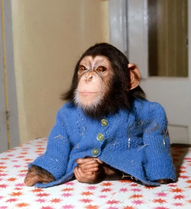Framed Print : Animals - Chimpanzee - February 1971 Chimp Monkey wearing blue cardigan Framed Print : Animals - Chimpanzee - February 1971 Chimp Monkey wearing blue cardigan