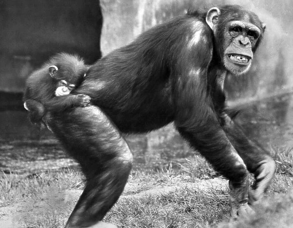 Animals: Chimpanzees: When you re a baby chimp, you have to hang on like grim death