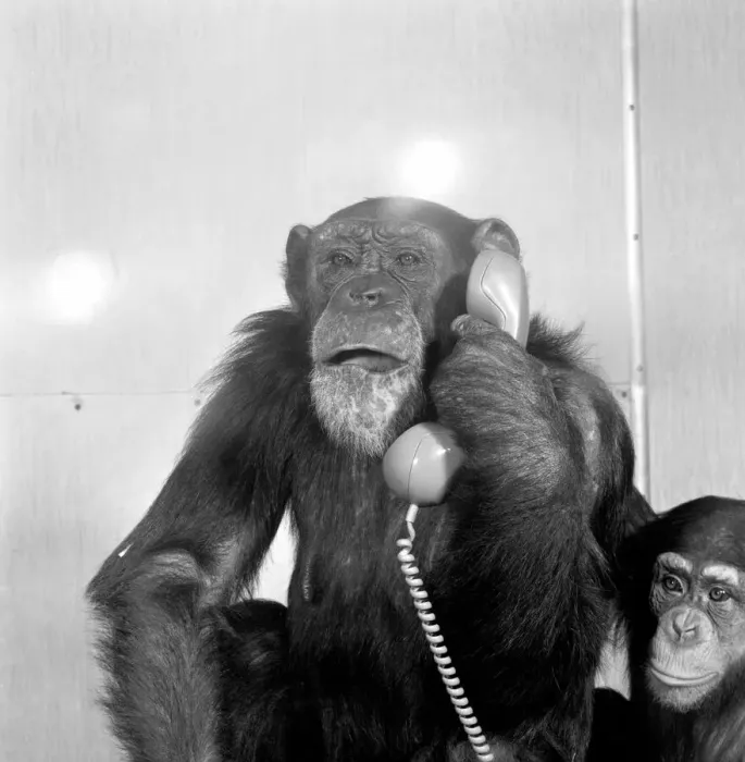 Framed Print : Animals: Chimpanzees: Chimps with telephones. May 1986 86-2531-002 Framed Print : Animals: Chimpanzees: Chimps with telephones. May 1986 86-2531-002