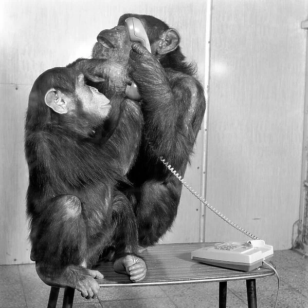Animals: Chimpanzees: Chimps with telephones. May 1986 86-2531-003