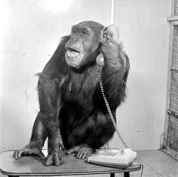 Animals: Chimpanzees: Chimps with telephones. May 1986 86-2531-008