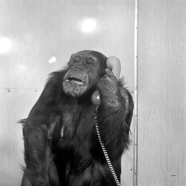 Animals: Chimpanzees: Chimps with telephones. May 1986 86-2531-007