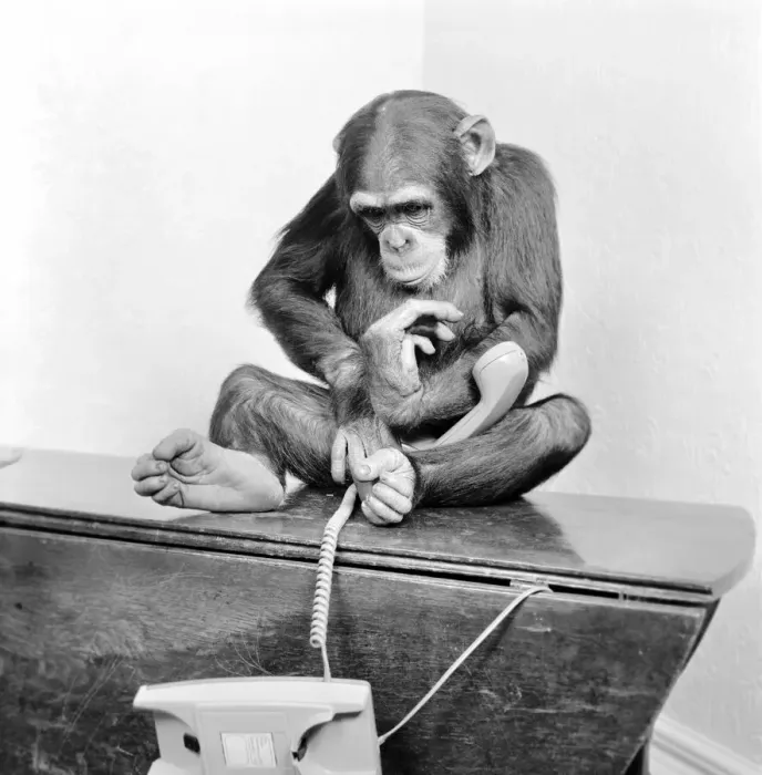 Framed Print : Animals: Chimpanzees: Chimps with telephones. May 1986 86-2531-004 Framed Print : Animals: Chimpanzees: Chimps with telephones. May 1986 86-2531-004