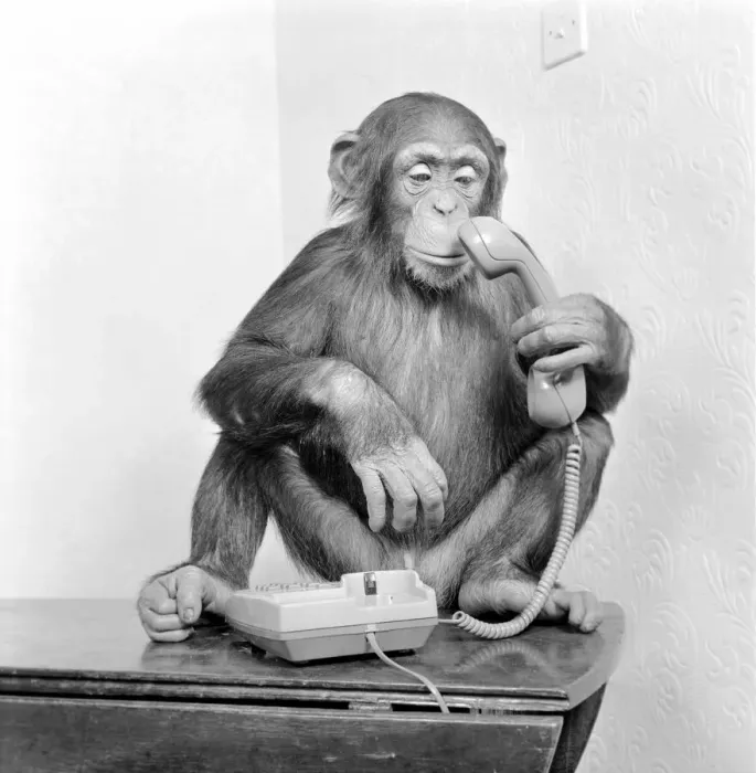 Framed Print : Animals: Chimpanzees: Chimps with telephones. May 1986 86-2531-005 Framed Print : Animals: Chimpanzees: Chimps with telephones. May 1986 86-2531-005
