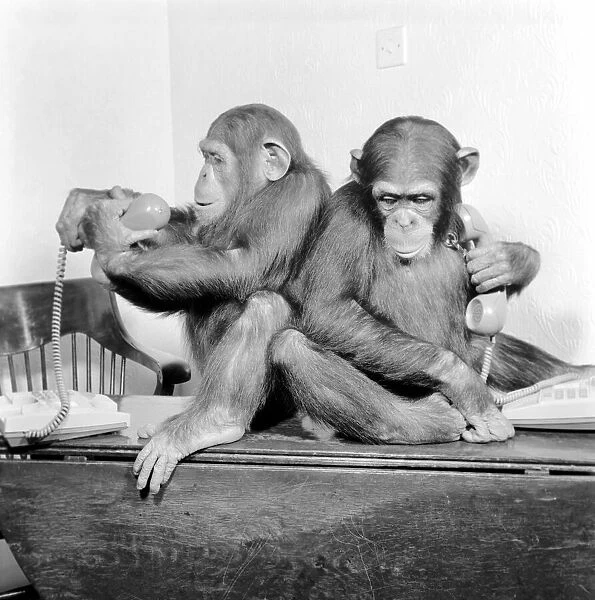 Animals: Chimpanzees: Chimps with telephones. May 1986 86-2531-006