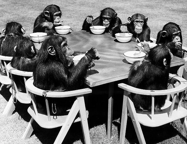 Animals Chimps Tea Party at London Zoo