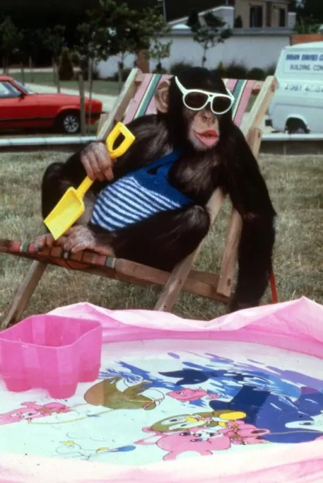 Framed Print : Animals - Chipmanzee Chimp February 1987 A©mirrorpix