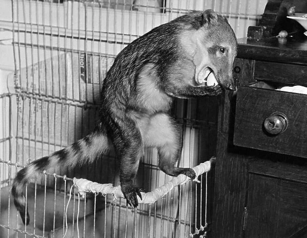 Animals - Coati Mundi. March 1938 P000408