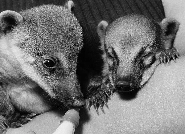 Animals Coati Mundi. Its unusual for these babes to be born in captivity