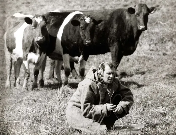 Framed Print : Animals - Cows - April 1971 Ray Goodwin with Head Phones making a recording in Framed Print : Animals - Cows - April 1971 Ray Goodwin with Head Phones making a recording in