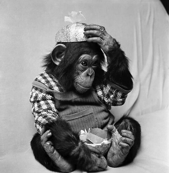 Animals: Cute: Chimp. March 1975 75-01526-001