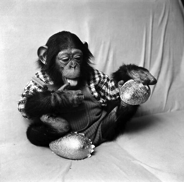 Animals: Cute: Chimp. March 1975 75-01526-004