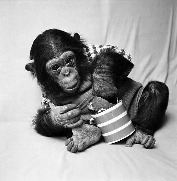 Animals: Cute: Chimp. March 1975 75-01526-005