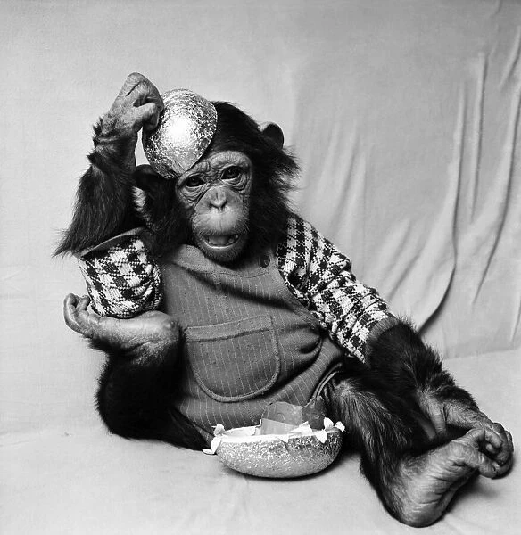 Animals: Cute: Chimp. March 1975 75-01526-009