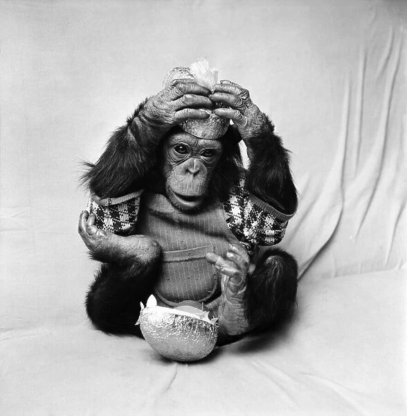 Animals: Cute: Chimp. March 1975 75-01526-013