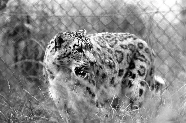 Animals  /  Cute. Howletts Zoo. August 1977 77-04422-007