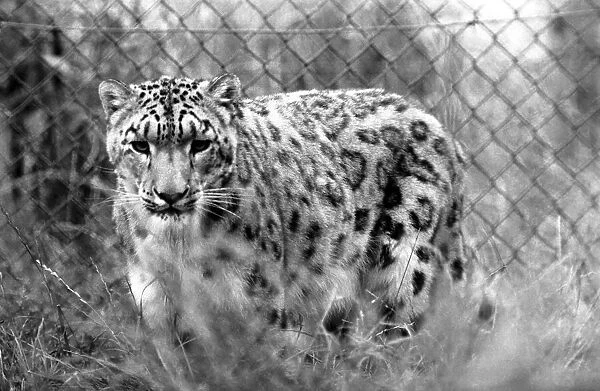Animals  /  Cute. Howletts Zoo. August 1977 77-04422-006