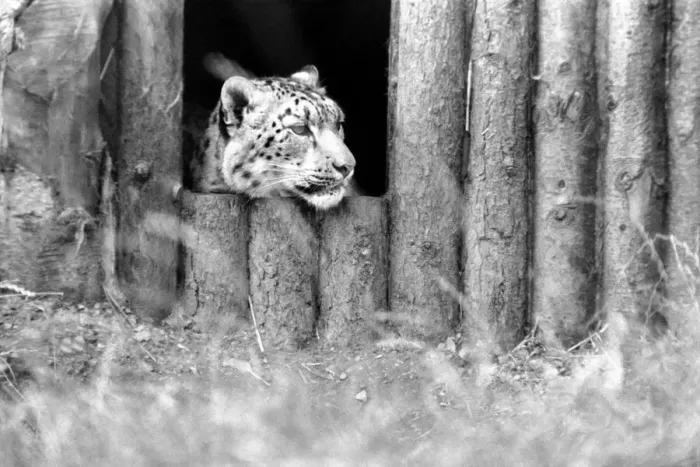 Framed Print : Animals / Cute. Howletts Zoo. August 1977 77-04422-008 Framed Print : Animals / Cute. Howletts Zoo. August 1977 77-04422-008
