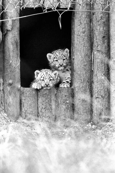 Animals  /  Cute. Howletts Zoo. Leopard Cubs. August 1977 77-04422-009