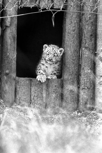 Animals  /  Cute. Howletts Zoo. Leopard Cubs. August 1977 77-04422-010